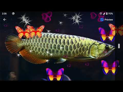 Arowana Live Wallpaper - Scree