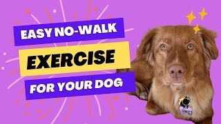 Exercise your dog without a Walk - Duck Tolling Retriever Edition by A Duck Toller Named Sable 1,175 views 1 year ago 5 minutes, 11 seconds