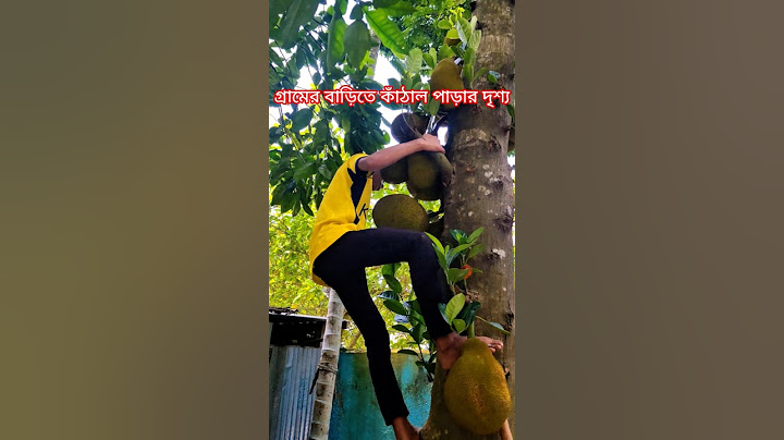 গ্রামের বাড়িতে কাঁঠাল গাছ থেকে কাঁঠাল পাড়ার মজাই আলাদা 💝। #shortsfeed #shortvideo #shorts 💝.