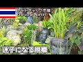 世界最大と言われるウィークエンドマーケットで巨大植物市場を探すと迷子に…