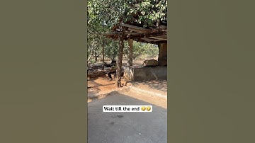 Vivek VS Hen 😂😝😂 Hen attacked vivek 🤣 #vivekjadoo #deepikavivek #shorts