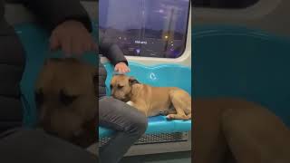 Do u kno da wei? Click the link in the description for more KnuckleHeadMemes #shorts