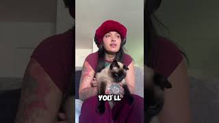 4 Reasons you should avoid a Siamese Cat!😾❌