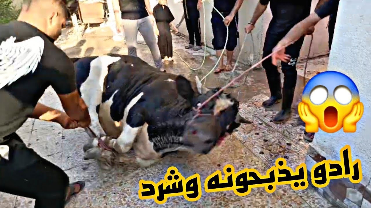 ثواب الامام الحسين  ع ليلة العاشر /عشر زلم دارو على العجل 😨