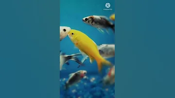 ¿Se aburren los peces en una pecera?