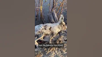 Якутский «Дед Мазай» спасает зайцев