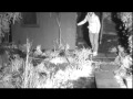The burglar caught on Foxcam