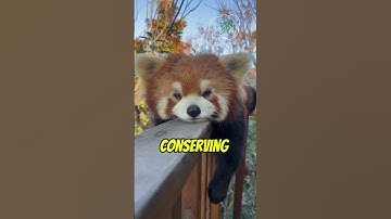 Red Pandas sleep A LOT—but here’s why it’s genius!