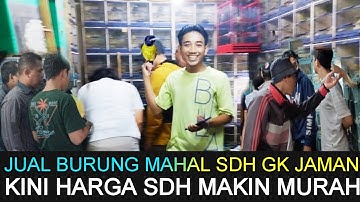 ❎ JUAL BURUNG MAHAL SUDAH GK JAMAN KINI HARGA SUDAH SEMAKIN MURAH DI PASAR BURUNG PRAMUKA