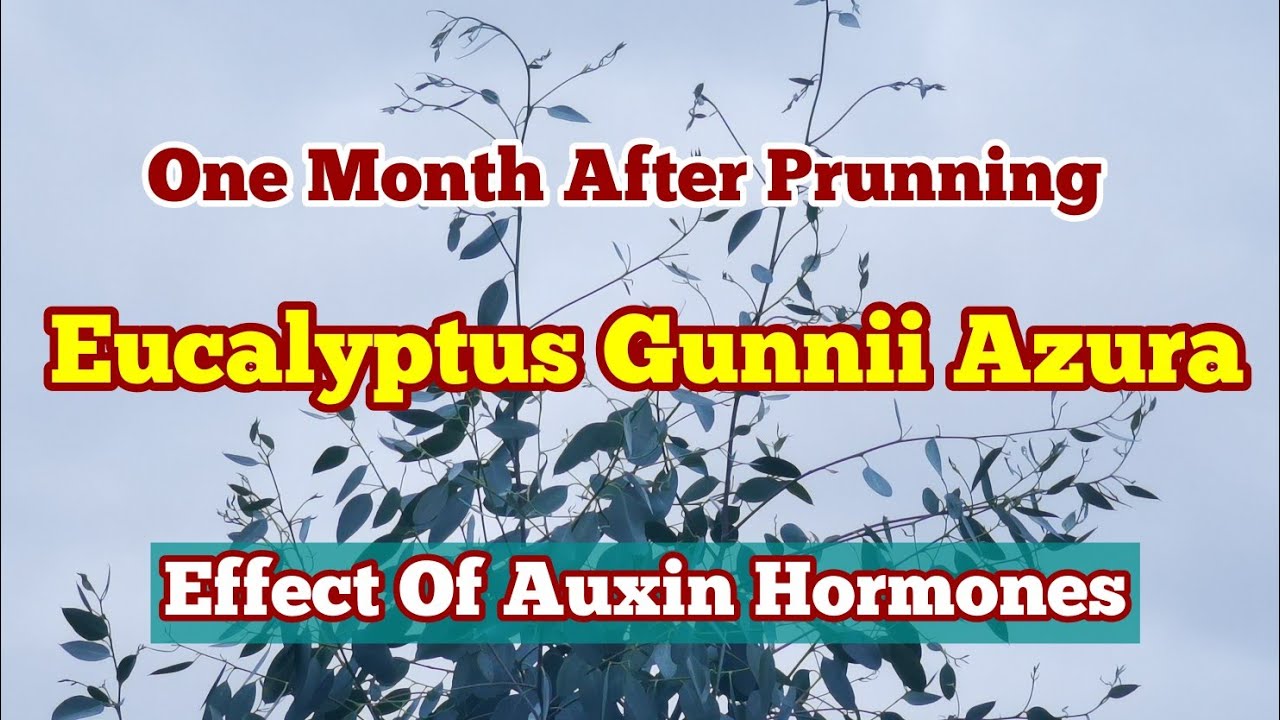 Eucalyptus Gunnii Azura One Month After Prunning, Effect Of Auxin Hormones On Leading Main Branch 