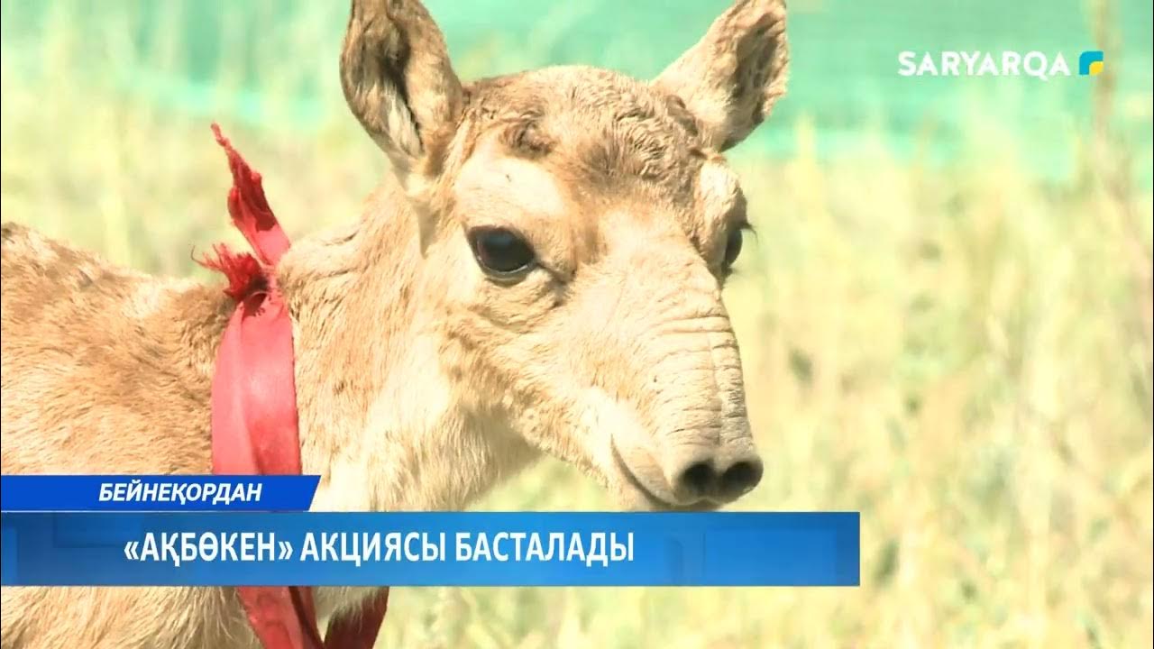 Секс милф Қарт ерлі-зайыптылар арасындағы орыс сексінің видеосы