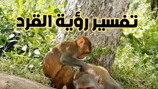 تفسير حلم رؤية القرد فى المنام