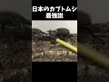 日本のカブトムシ、ムシキング