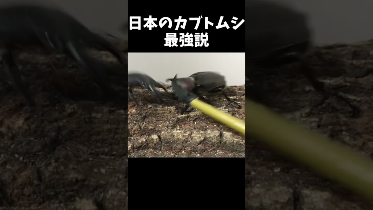 日本のカブトムシ ムシキング Youtube