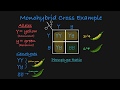 Monohybrid Crosses and Pea Plant Genetics Explained