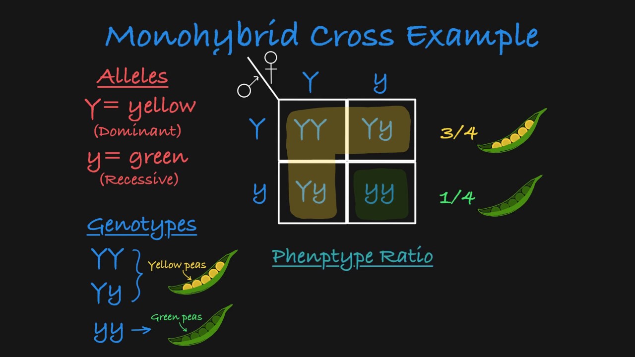 Monohybrid Cross Explained - Youtube