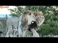 Смелость молодых львов растет, пока между прайдами ограждение 😂 Тайган. Lions life in Taigan.