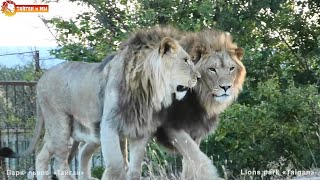 Смелость молодых львов растет, пока между прайдами ограждение 😂 Тайган. Lions life in Taigan.