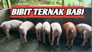 Bibit Ternak Babi by Harry Saputra channel 1,359 views 1 year ago 9 minutes, 35 seconds