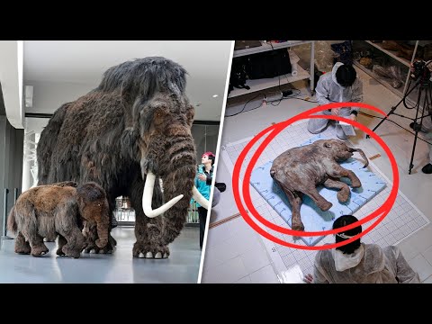 Video: Wissenschaftler Aus Den USA Werden Mammuts Wiederbeleben, Um Die Arktis Zu Retten &Zwj; - Alternative Ansicht