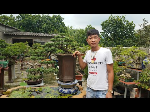 Video SH.2969.Báo giá 15tr cây Tùng dáng Huyền tuyệt đẹp tại... - youtube