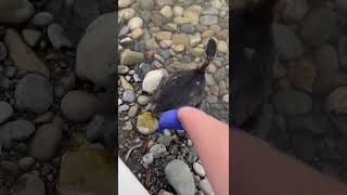 Red-necked grebe Release!
