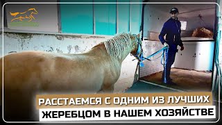 Разведение Аборигенных лошадей | Отправляем Башкирского жеребца | Начали тестировать Казачье седло