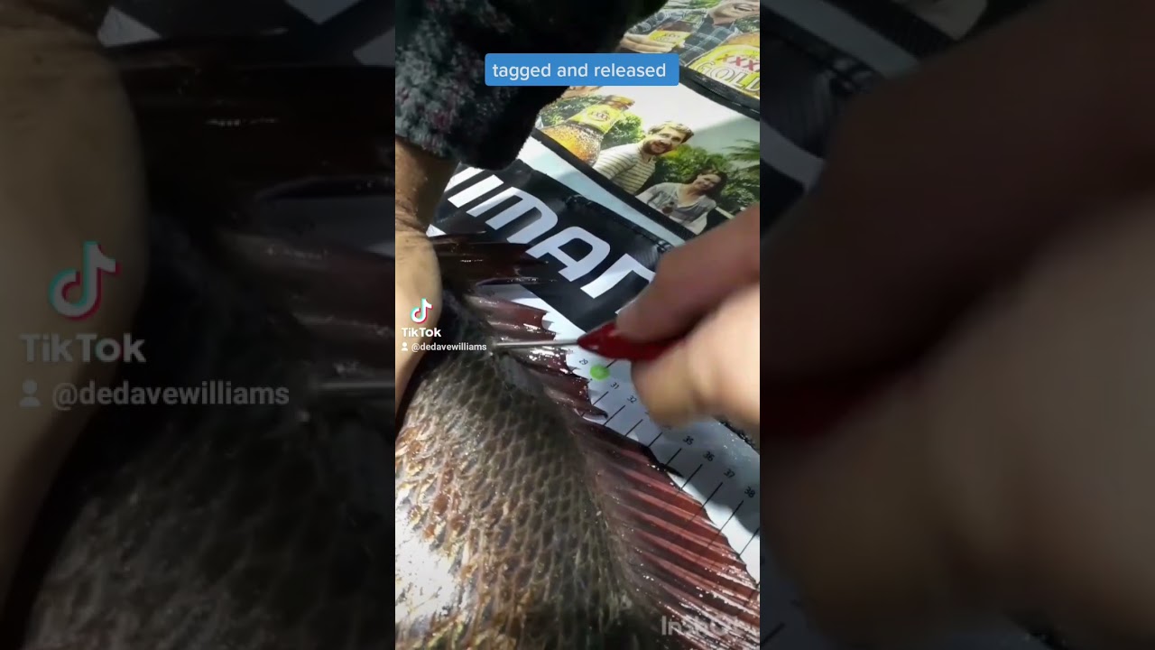 tagging mangrove jacks in the Tweed river