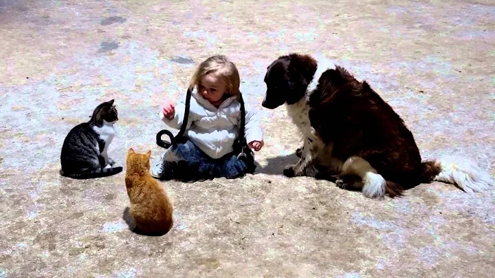 dog asks for attention from 1 year old and plays d...