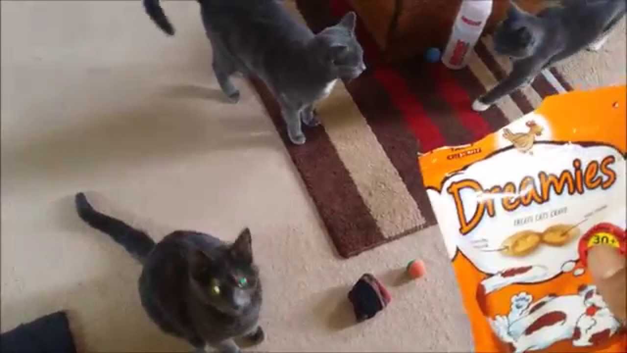 Dreamies Cat Treats YouTube dreamies-cat-treats-youtube