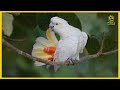 Supporting the Philippine cockatoo | Loro Parque