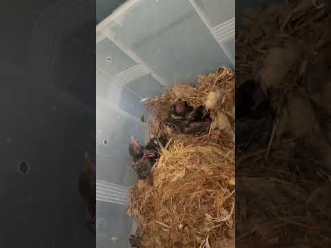 까치 5ㅁㅏㄹㅣ 먹이 주기