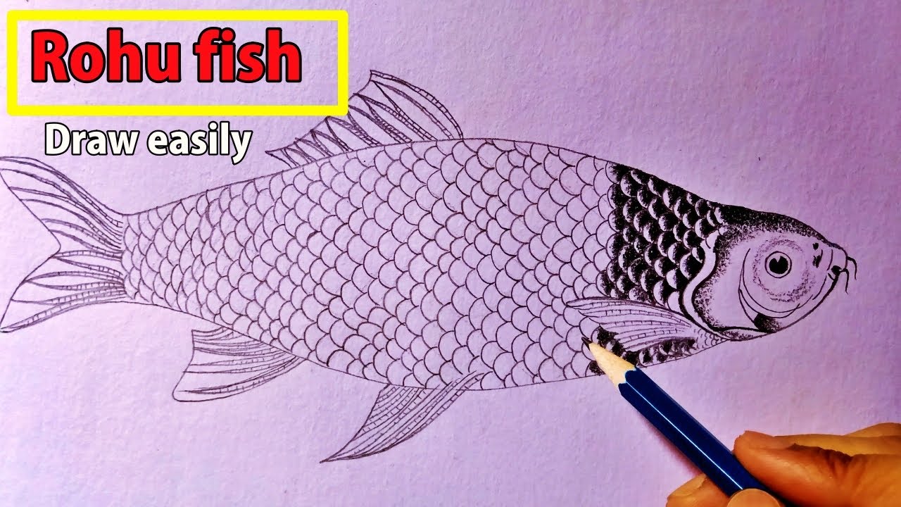 Collection of Amazing Fish Drawing Images in Full 4K Resolution - Over ...