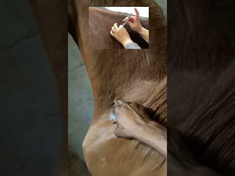 الطريقة الصحيحة حقن الخيل عضل خيل خيالة