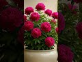 Pls Subscribe Halal Flowers Beautiful