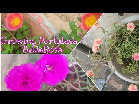 Portulaca Plant Care: Grow Moss Rose/Table Rose from Seeds & Cuttings | Smita's Garden
