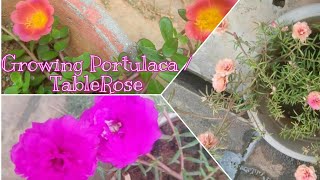 Portulaca Plant Care: Grow Moss Rose/Table Rose from Seeds & Cuttings |  Smita's Garden