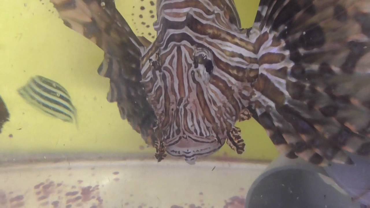 スライスチーズを食べるガシラ カサゴ コバンザメ ミノカサゴ 釣太郎ブログ