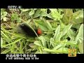 走遍中国 神奇的冬虫夏草 走遍中国 20110425
