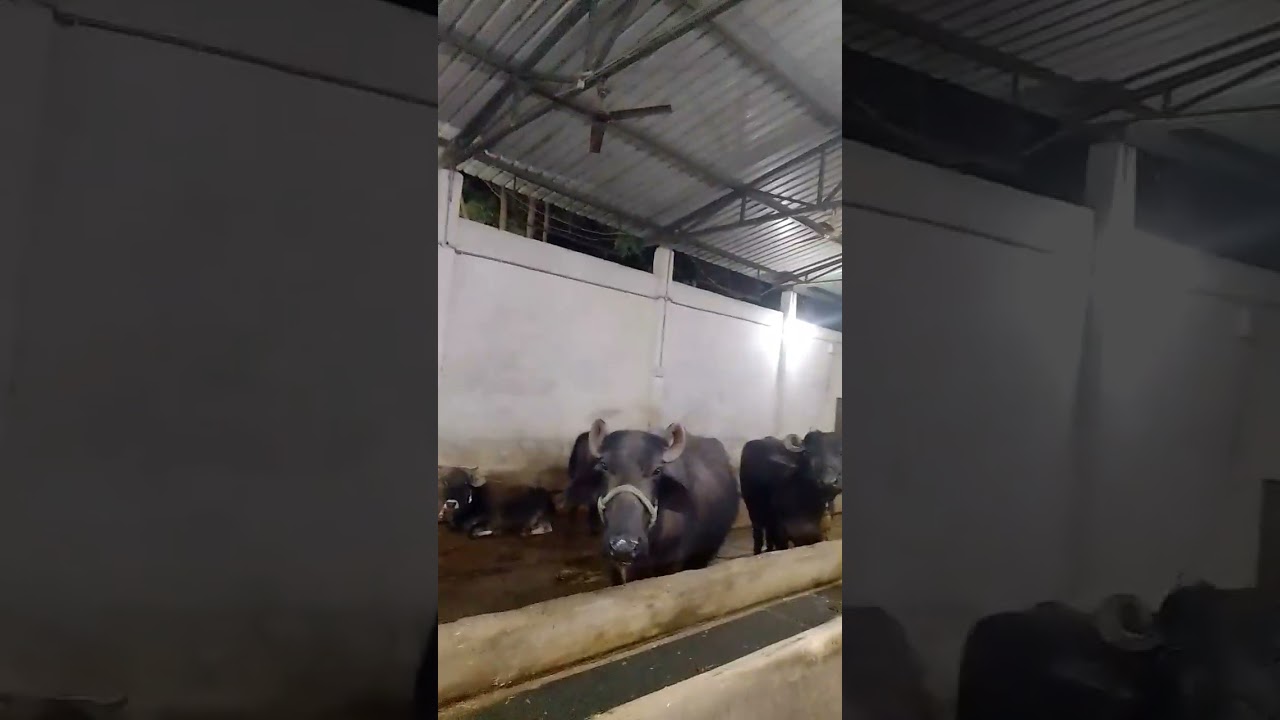 Sonkacth 20 भैंस का Dairy Farm ll indian Dairy farming Bussines ll 