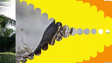 Top 5 fastest birds in the world | English | Knowledge in a minute|
