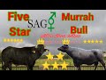 SAG Murrah⭐👌🏾 Bull 5 Star 🐃Value 🙏⭐🤔 MR10501 MR10542 MR10538 MR10516 MR10459