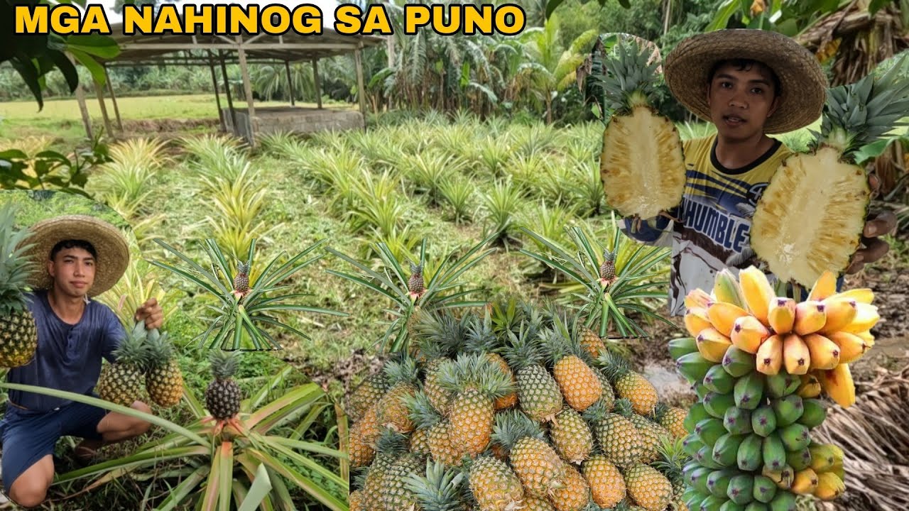 PAGLILINIS NG PINYAHAN NATIN AT PAGHARVEST MGA NA HINOG SA PUNO