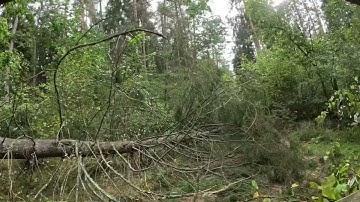 RZR Turbo Offroad Riding Moments: After Storm Forest Drive Adventure with Polaris @PolarisRZRTurbo