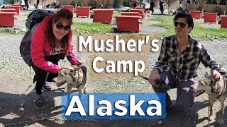 Juneau Alaska | Cruise Excursion | Dog  Musher's Camp |