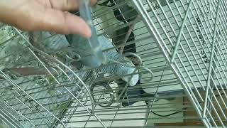 Giving Oxygen Therapy To Patient Grey Parrot 20Aug2023