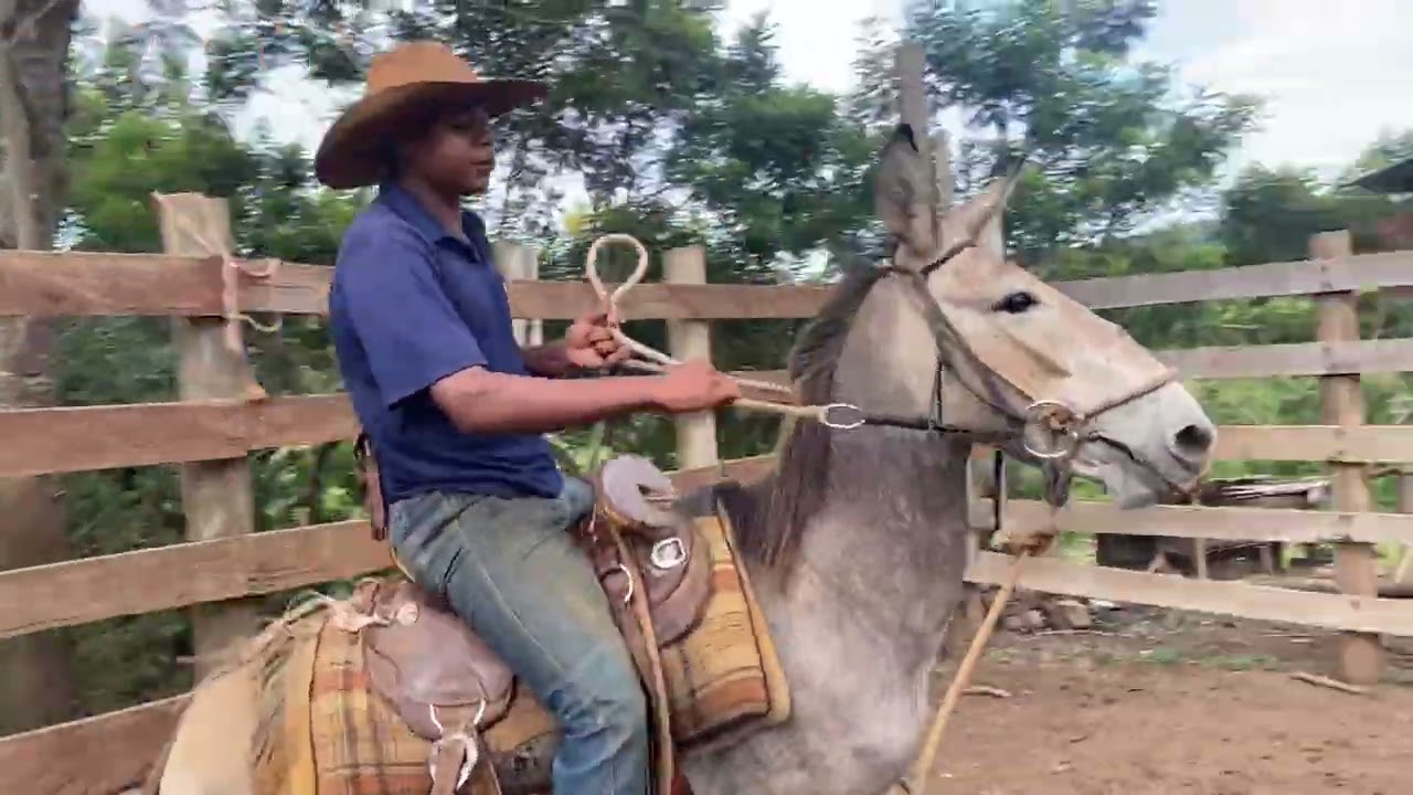 “Repassando o Burro Tordilho #foleão