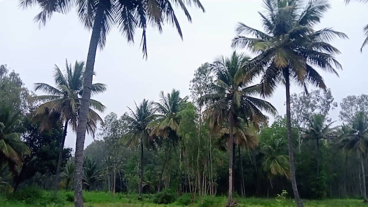 2.5acr agriculture land for sale.ph 8971607967. YouTube