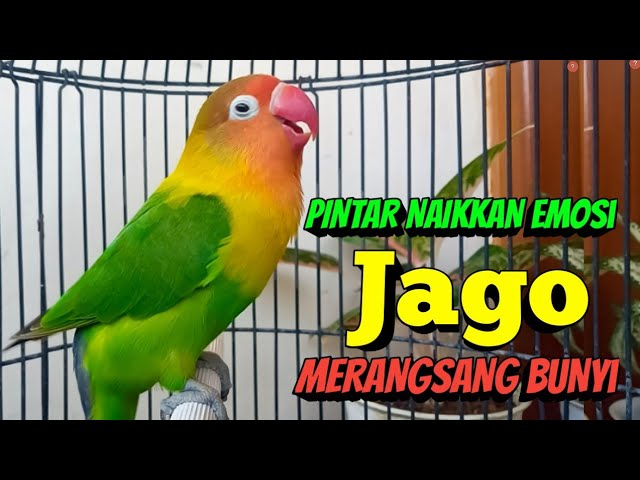 Lovebird Gacor Ngekek Panjang, Suaranya Pintar Naikkan EMOSI, Jago Merangsang BUNYI class=