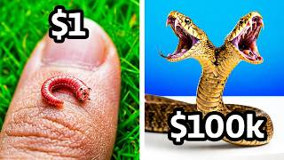 $1 vs $100,000 Pet!